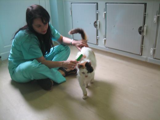 Cat Vet