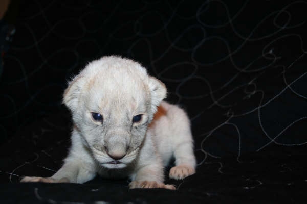 white lion cubs photos. Park white lion cub