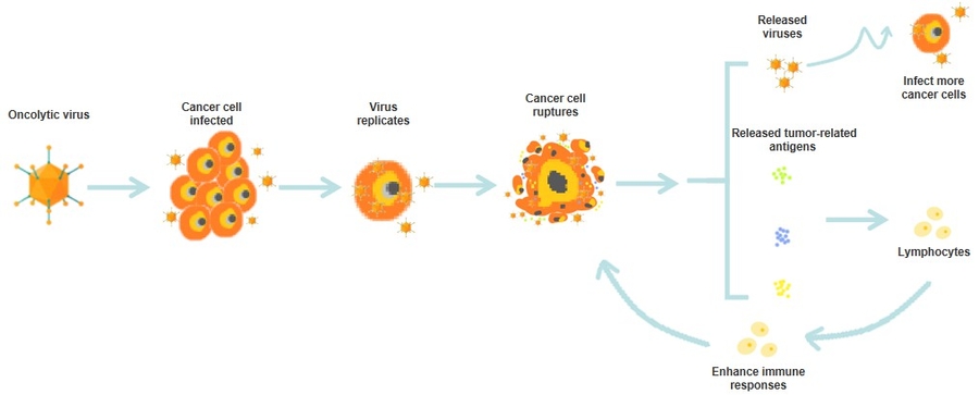 Alfa Cytology Unveils New Services on Oncolytic Viral Therapy for Pancreatic Cancer Research