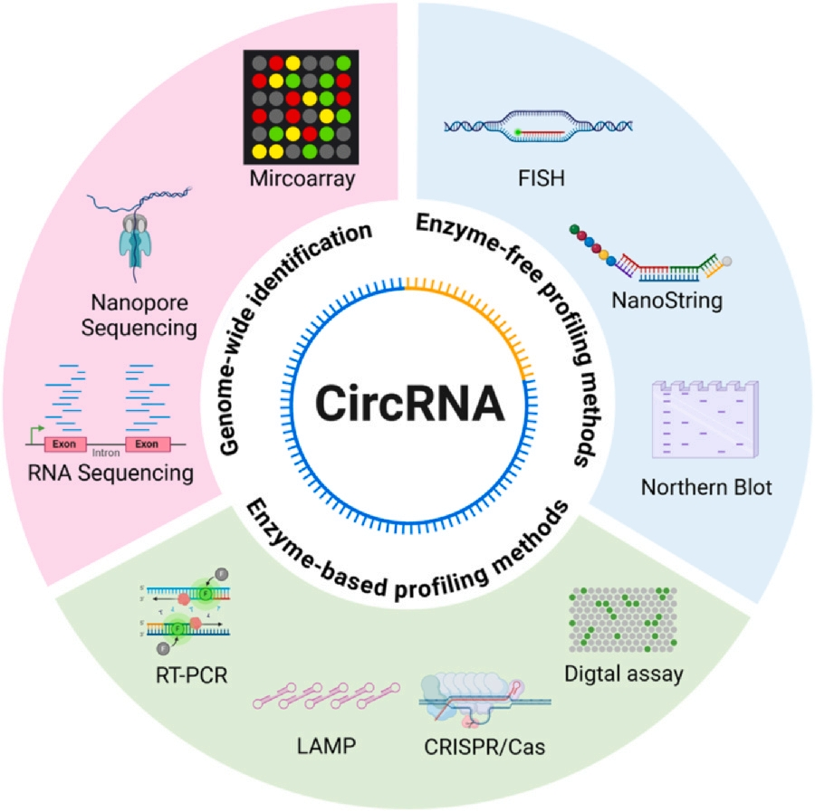 Advances in the Molecular Diagnostic Methods for Circular RNA