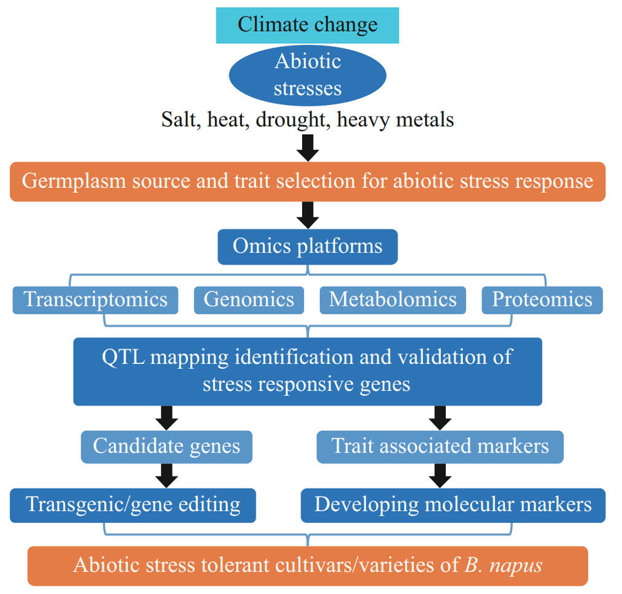 Seeds of change: genetic makeover for oilseed rape to withstand climate crisis