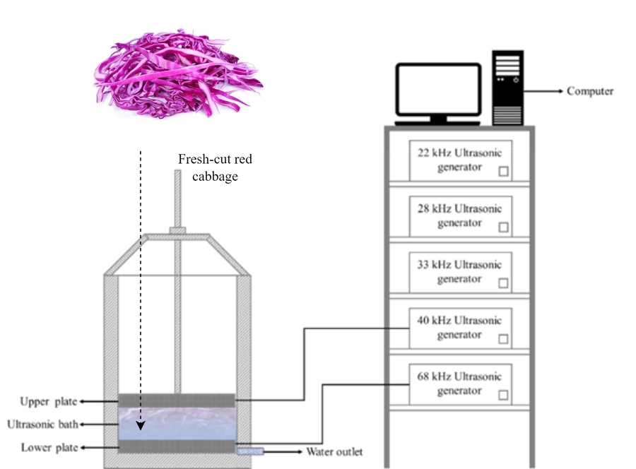 Ultrasound promotes phenolic synthesis in fresh-cut red cabbages via high energy levels.