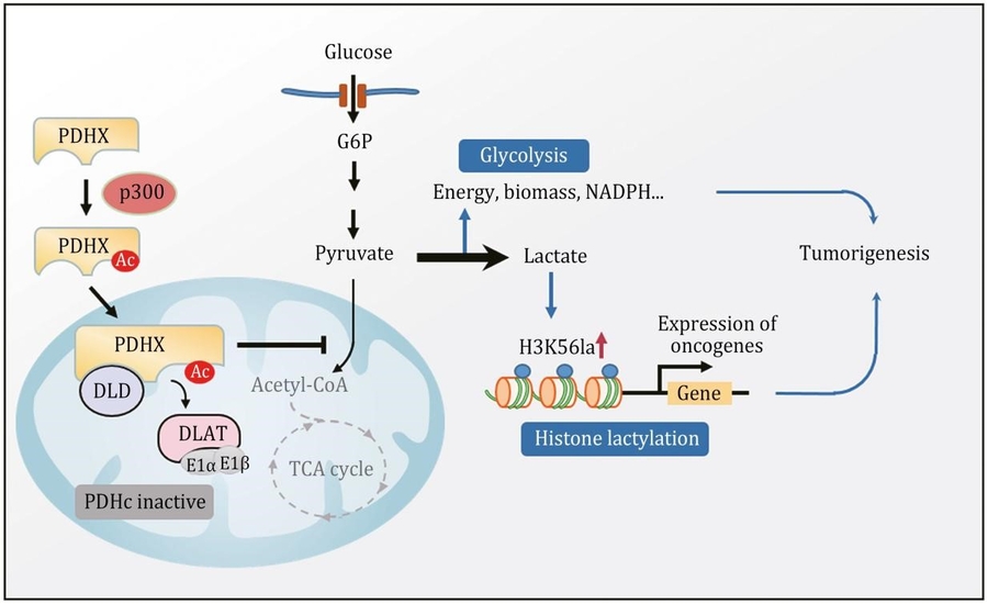 Metabolic shift in liver cancer: how PDHX acetylation drives tumor growth