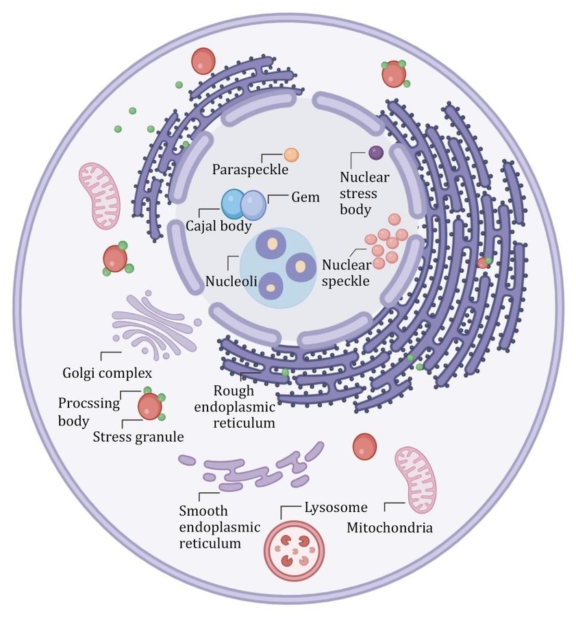 Unraveling stress granules: key to understanding neurodegenerative diseases