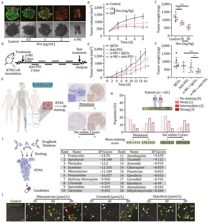 Targeting ER dynamics: a novel strategy for antitumor immunity